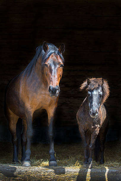 istock big and small horses stay 587195862