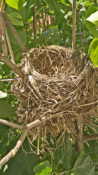 Vacant Robin Nest stock photo