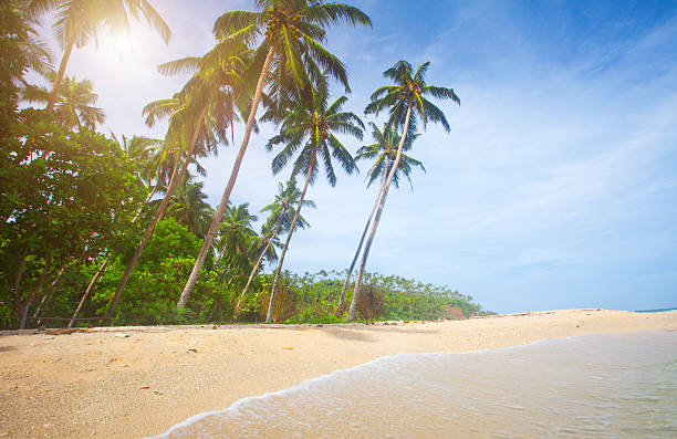 istock tropical beach with coconut palm 587195950