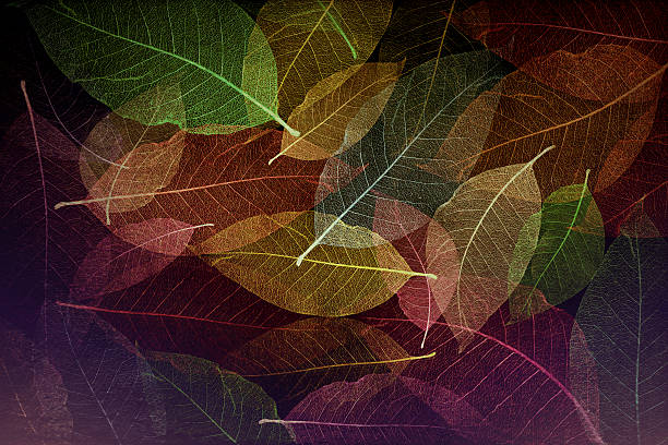 istock Digital art textures composition, Abstract colorful Skeleton magnolia leaves 587196004