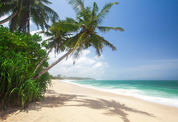 istock tropical beach with coconut palm 587196052