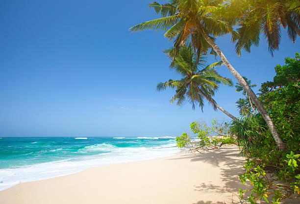 istock tropical beach with coconut palm 587196102