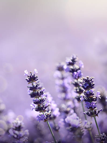 istock Lavender flowers nature background 587196590
