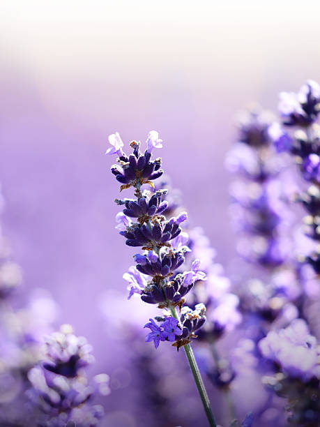 istock Lavender flowers nature background 587197238