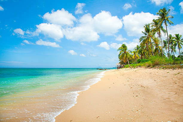 istock tropical beach with coconut palm 587197292
