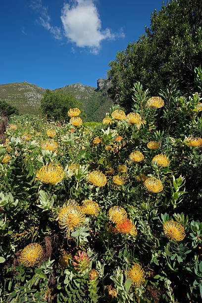 istock Kirstenbosch botanical gardens 587197394