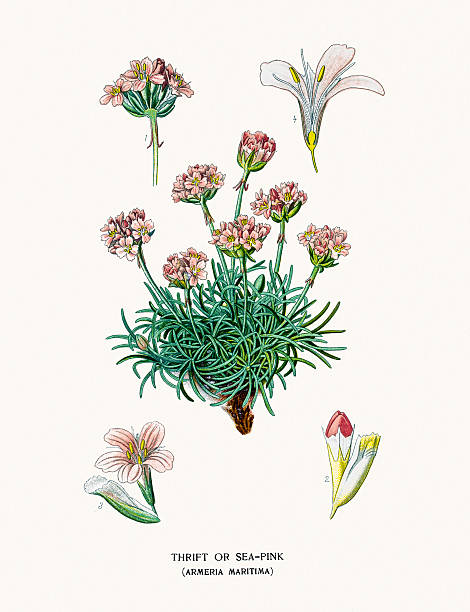 Sea pink flower Photo of an original Fine Lithograph from the Favourite Flowers of Garden & Greenhouse by Edward Step published in 1897 in London. sea thrift illustrations stock illustrations