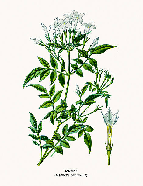 jasmine Photo of an original Fine Lithograph from the Favourite Flowers of Garden & Greenhouse by Edward Step published in 1897 in London. jasminum officinale stock illustrations