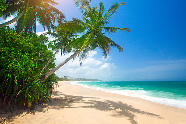istock tropical beach with coconut palm 587198016