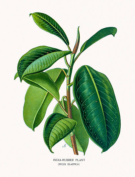 Rubber Plant source of latex Photo of an original Fine Lithograph from the Favourite Flowers of Garden & Greenhouse by Edward Step published in 1897 in London. indian rubber houseplant stock illustrations