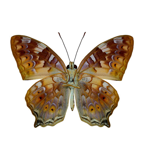 istock The Vagrant Butterfly (Vagrans egista) lower wing part in natura 587198560