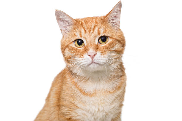 istock Portrait of a serious orange cat 587198744