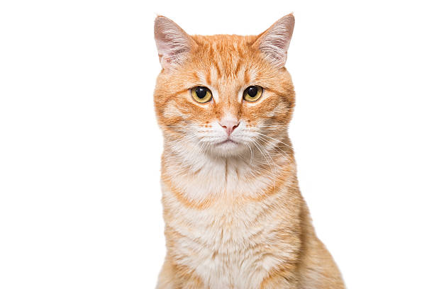 istock Portrait of a serious orange 587198774