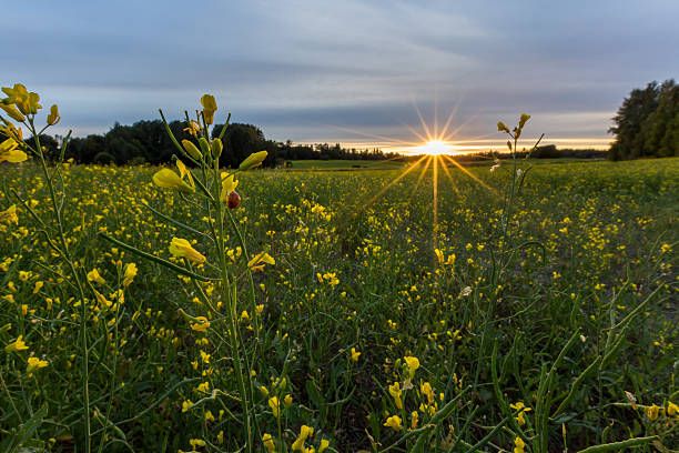 istock Sunset on rapeseed field with ladybug on the foreground 587199408