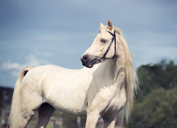istock welsh pony cream stallion at sky background 587199434