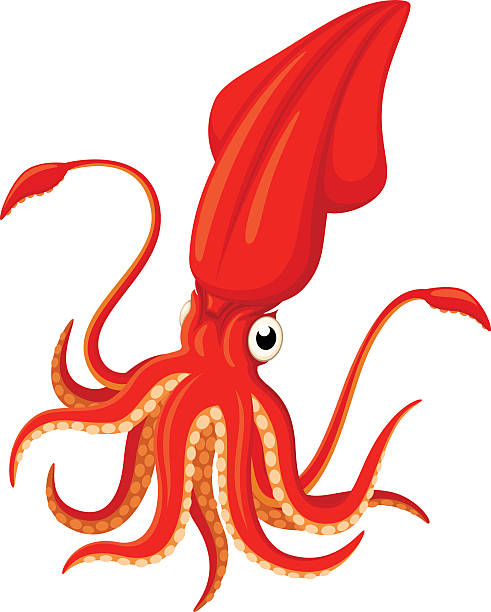 Squid Vector illustration of a bright orange cartoon squid. Illustration uses no gradients, meshes or blends, only solid color. Both .ai and AI8-compatible .eps formats are included, along with a high-res .jpg, and a high-res .png with transparent background. loligo stock illustrations