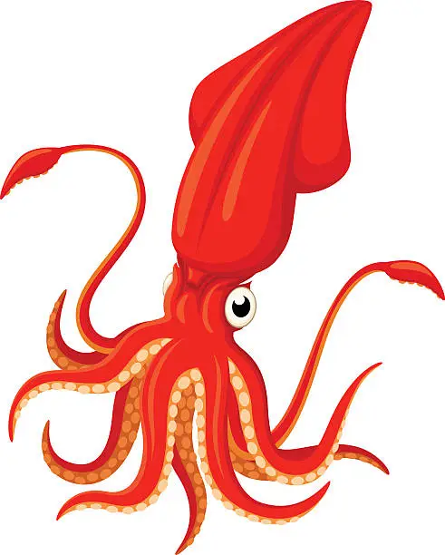 Vector illustration of Squid