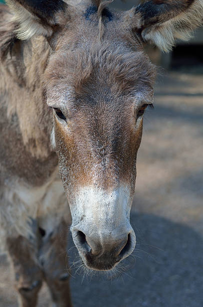istock Grey donkey in the farm. 587200246