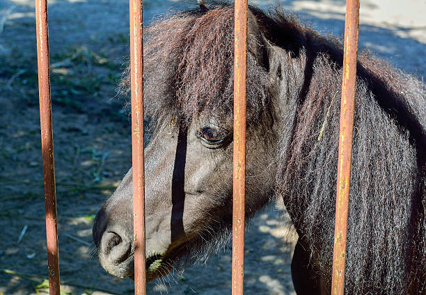 istock Shetland pony portraits in summer. 587200380