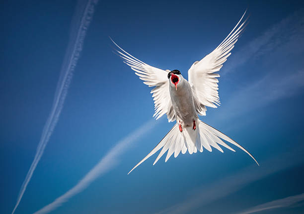 arctic tern flying in the sky arctic tern flying in the sky - looking like an angel seafowl stock pictures, royalty-free photos & images