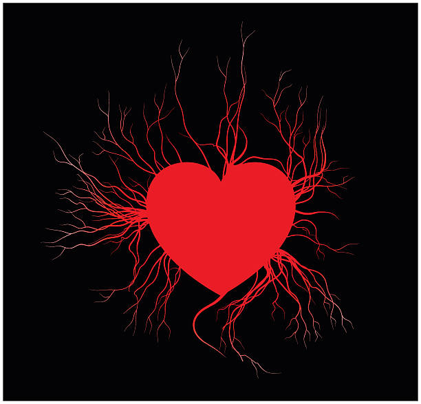 ludzkie żyły z sercem, czerwone naczynia krwionośne miłości valentine design. - black background love care red stock illustrations
