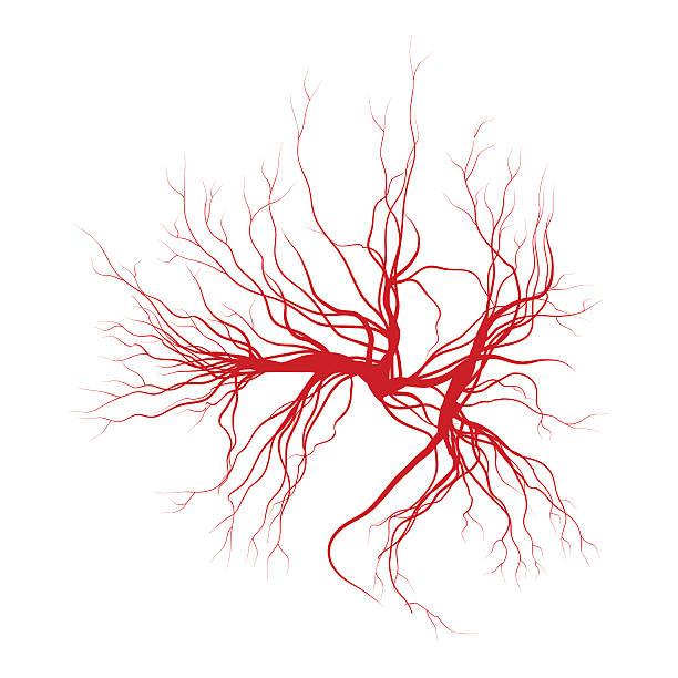 人間の静脈、赤い血管の設計。ベクトルの図 - 血管点のイラスト素材／クリップアート素材／マンガ素材／アイコン素材