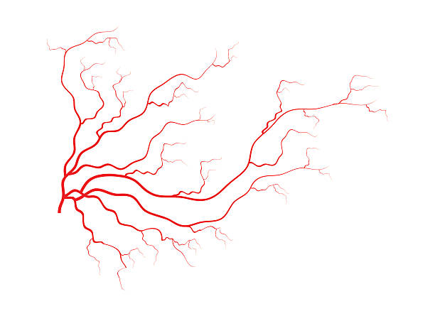 menschliche venen, rote blutgefäße design. vektor-illustration - human vein stock-grafiken, -clipart, -cartoons und -symbole