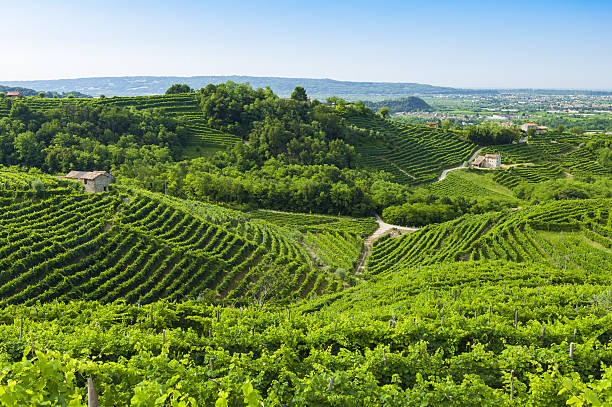 blick auf die prosecco-weinberge von valdobbiadene, italien während summ - veneto stock-fotos und bilder