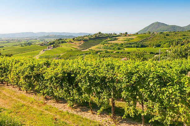 istock View of Prosecco vineyards during summer 587204476