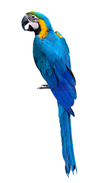 istock Beautiful Blue and Gold Macaw parrot bird isolated on white 587205226