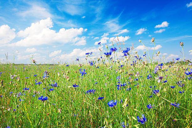 istock Green field with flowers under blue cloudy sky 587205534