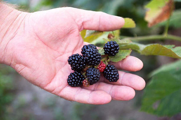 istock ripe blackberry on a palm 587206082