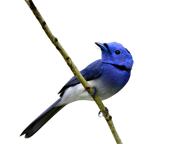 istock Beautiful blue bird, black-naped monarch perching on the branch 587206542