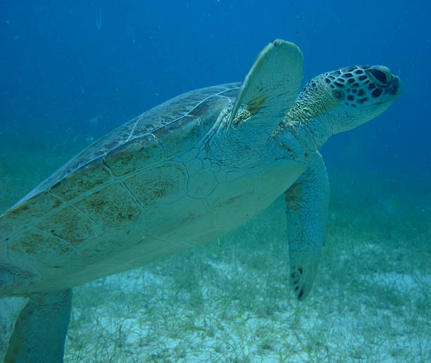 istock Sea Turtle and Sea Grass 587206822