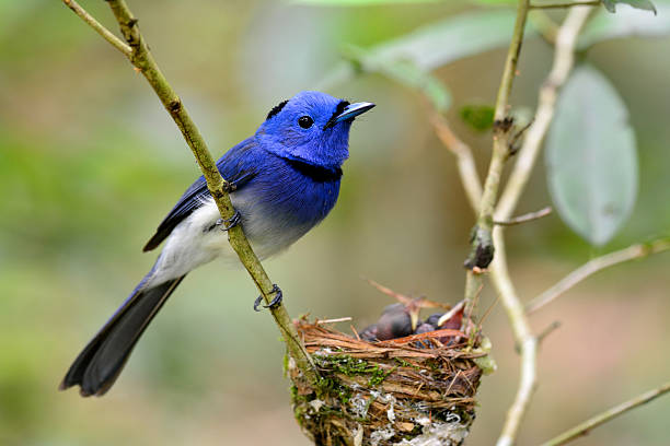 istock Beautiful blue bird, the black-naped blue monarch or blue flycat 587207160