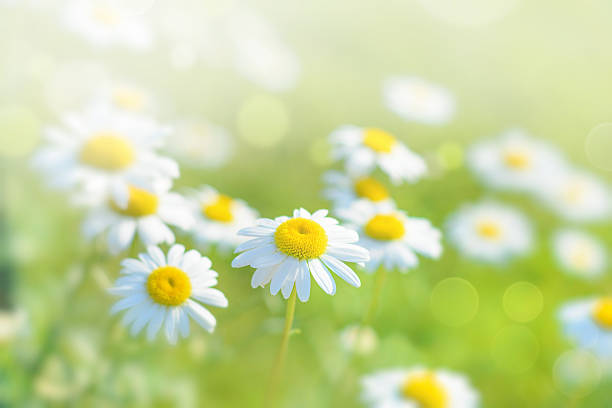 istock Natural bokeh background with daisy flowers 587207292