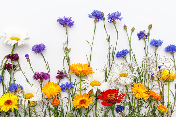 istock Flowers on white background. Top view, flat lay 587207308