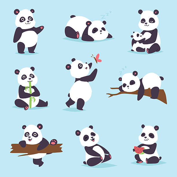 Panda bear vector set. Panda cartoon character in various expression. Animal white cute china black panda bear giant mammal fat wilderness rare. Lying woods panda bear eating bamboo china wild animals vector character. chinese panda stock illustrations