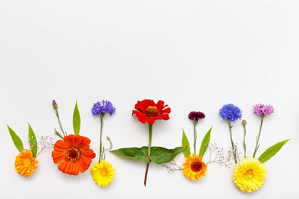 istock Flowers on white background. Top view, flat lay 587207356