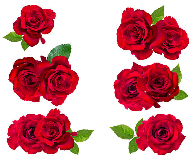 赤いバラは白の上に孤立した - バラ ストックフォトと画像