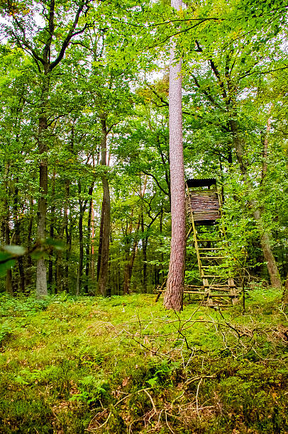 istock Abandoned observation tower in the forest rangers. 587208488