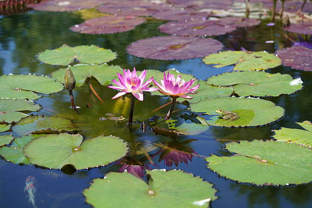 istock Purple water lilies and a frog 587208736