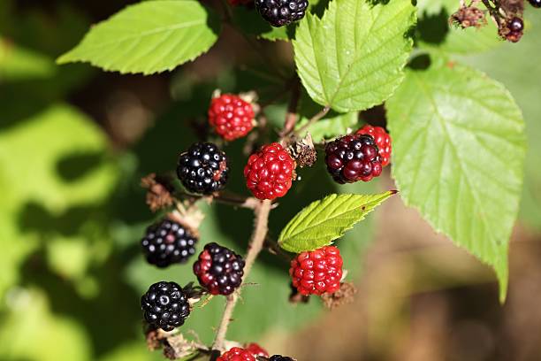 istock Red and black blackberry fruits. 587209454
