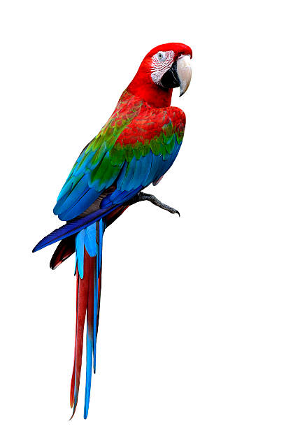 นกมาคอว์ปีกสีเขียวที่สวยงามยืนอยู่บนพื้นโดดเดี่ยว - scarlet macaw ภาพสต็อก ภาพถ่ายและรูปภาพปลอดค่าลิขสิทธิ์