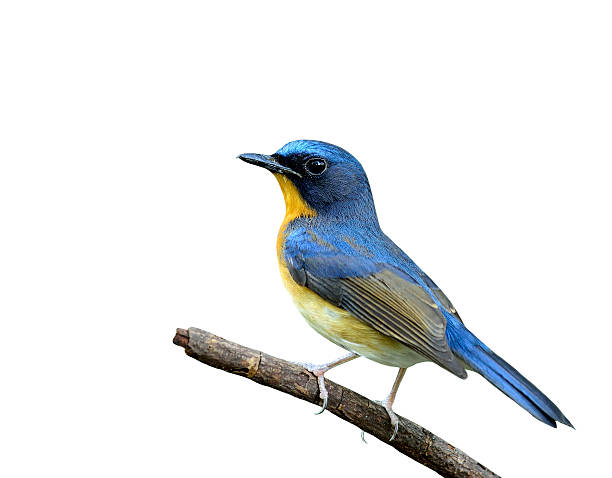 istock Beautiful Hill Blue Flycatcher bird perching on the stick isolat 587209856