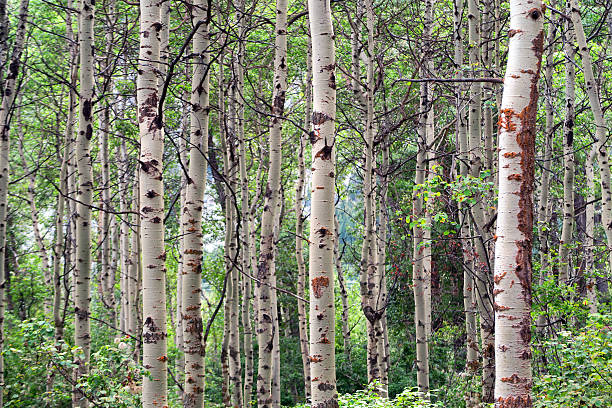istock Poplar tree forest in summer in the Rocky Mountains 587210074
