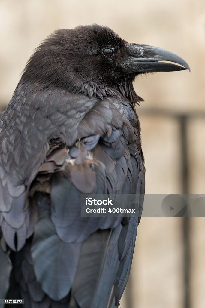 Rabenschwarz - Lizenzfrei England Stock-Foto Rabenschwarz - Lizenzfrei England Stock-Foto