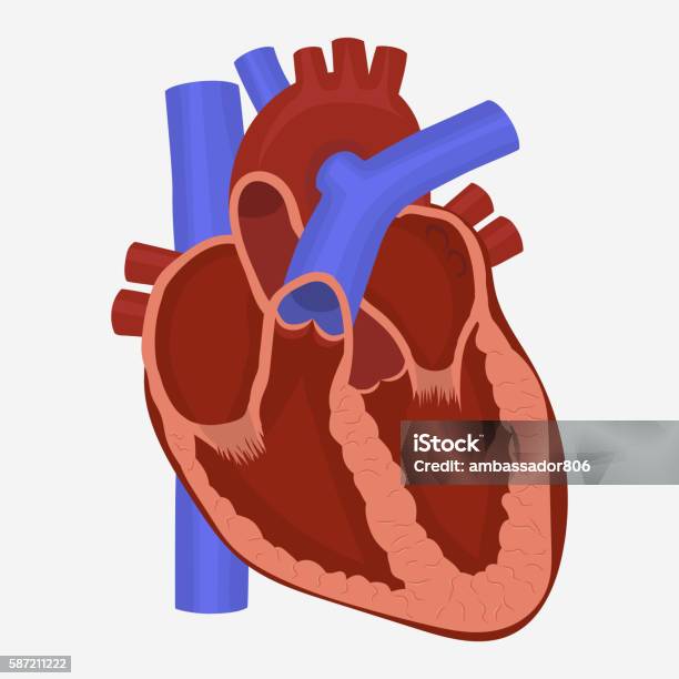 Heart Anatomy Vector Stock Illustration - Download Image Now - Human Heart, Aggression, Anatomical Valve