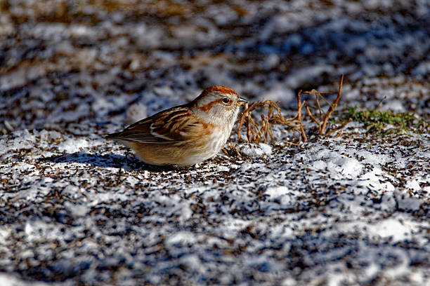 istock American Tree Sparrow in the Snow 587211764