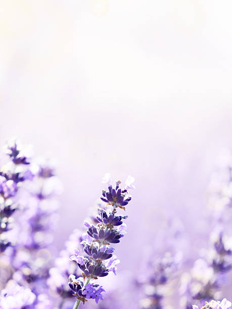 istock Lavender flowers nature background 587213014